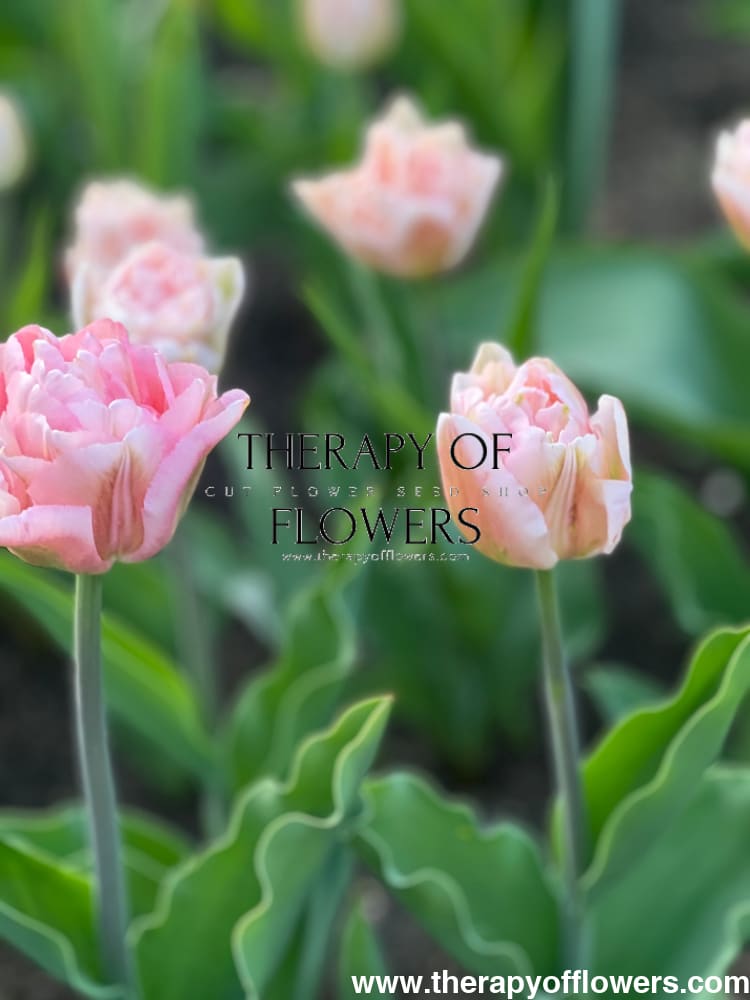 Tulip Foxtrot | Double Early Tulip therapyofflowers.com