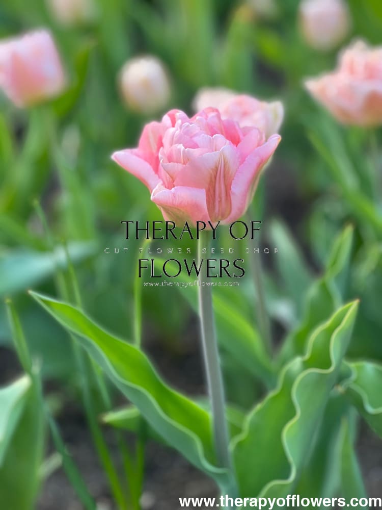 Tulip Foxtrot | Double Early Tulip therapyofflowers.com