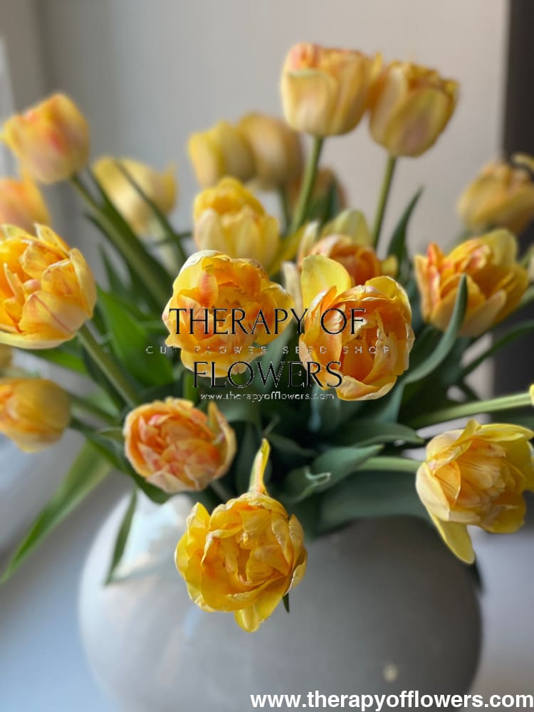 Tulip Foxy Foxtrot therapyofflowers.com