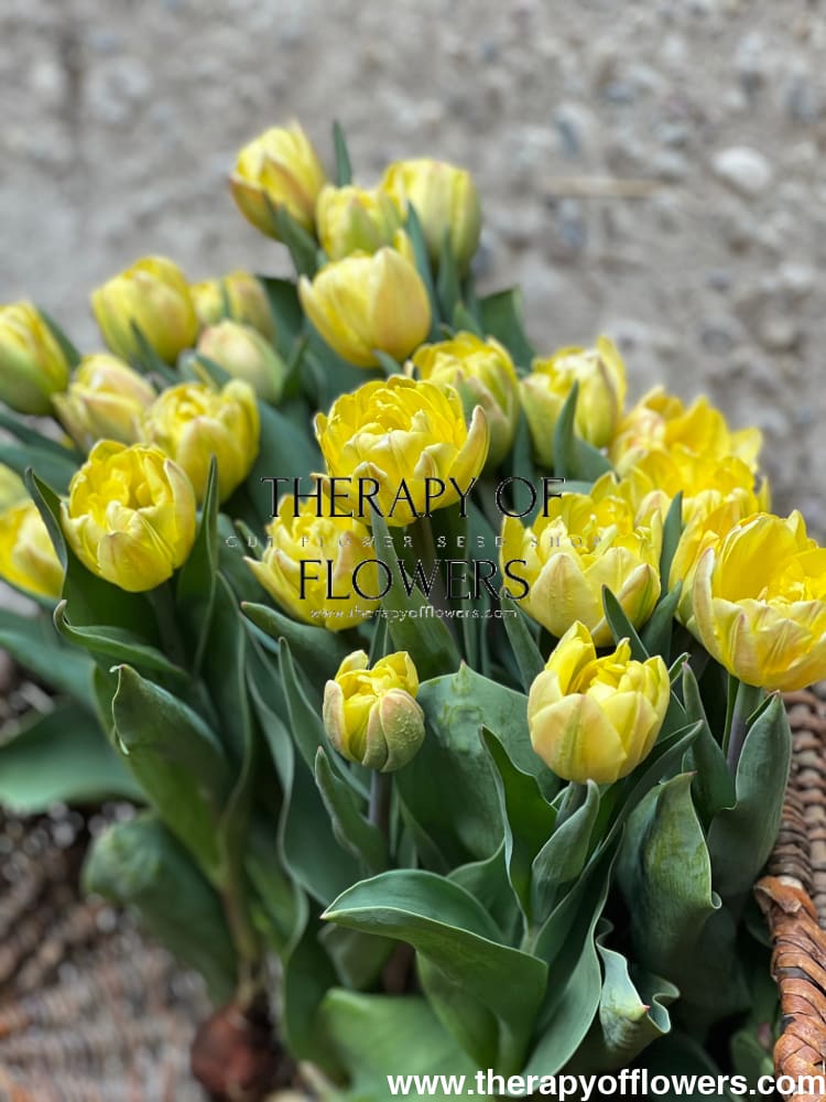 Tulip Foxy Foxtrot therapyofflowers.com