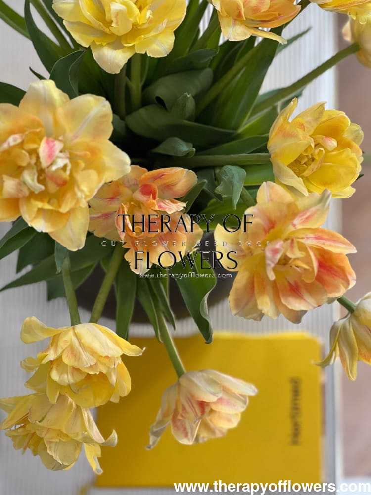 Tulip Foxy Foxtrot | Double Early Tulip therapyofflowers.com