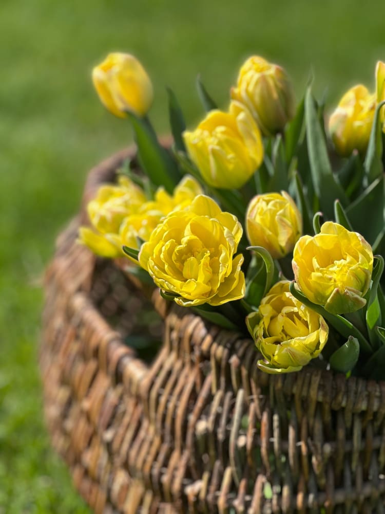 Tulip Foxy Foxtrot therapyofflowers.com