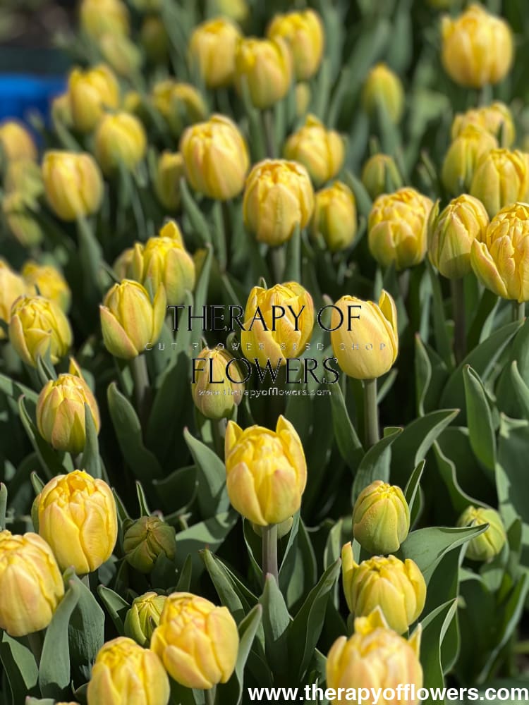 Tulip Foxy Foxtrot therapyofflowers.com