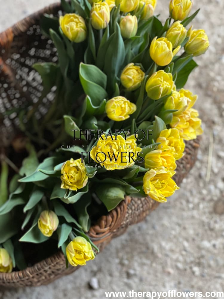 Tulip Foxy Foxtrot therapyofflowers.com