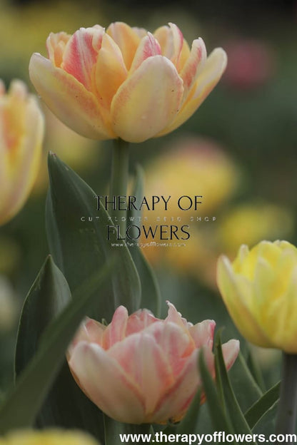 Tulip Foxy Foxtrot | Double Early Tulip therapyofflowers.com