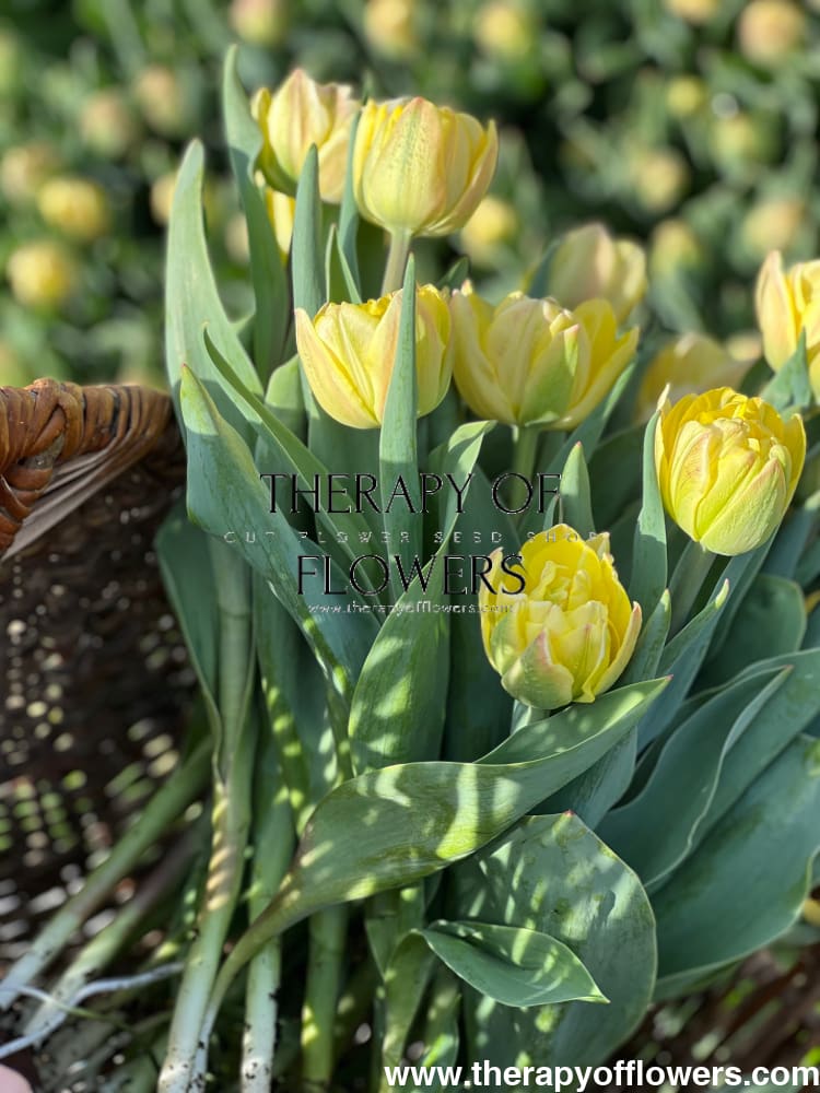 Tulip Foxy Foxtrot therapyofflowers.com