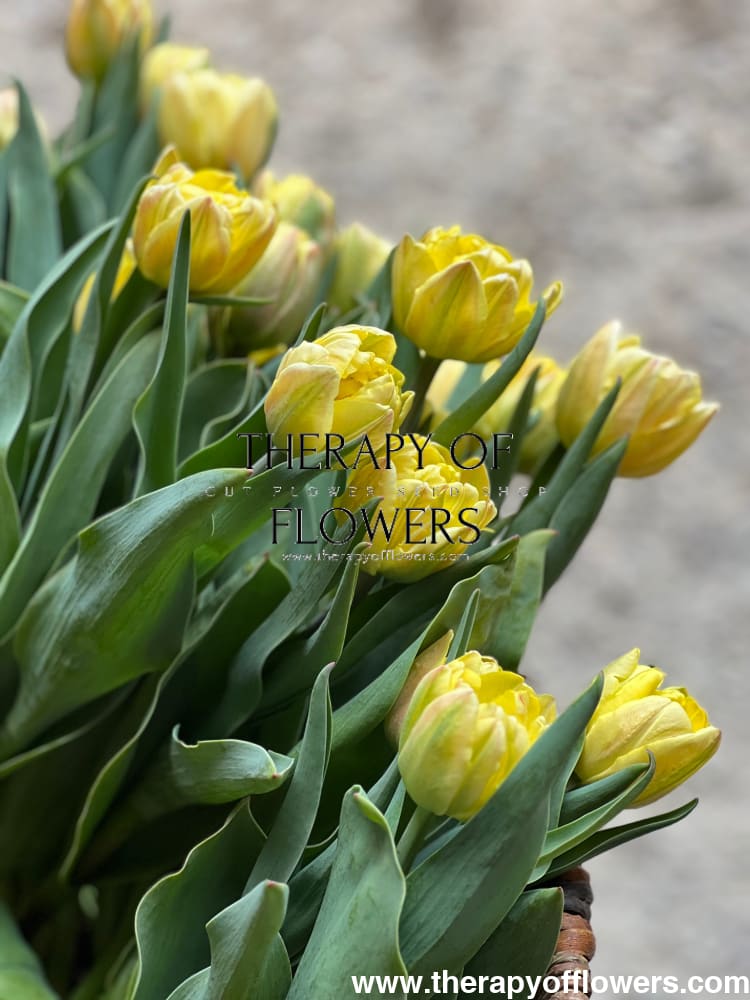 Tulip Foxy Foxtrot therapyofflowers.com