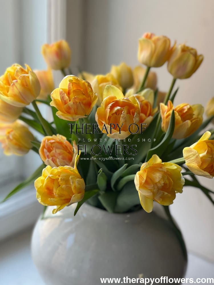 Tulip Foxy Foxtrot therapyofflowers.com