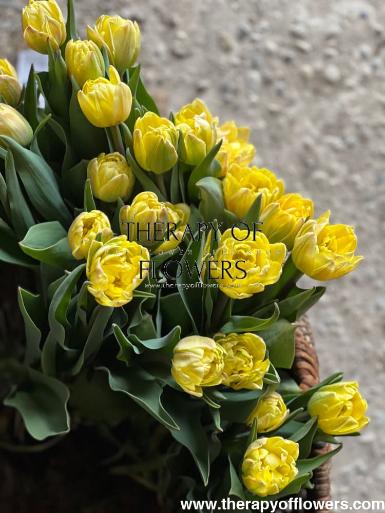 Tulip Foxy Foxtrot therapyofflowers.com