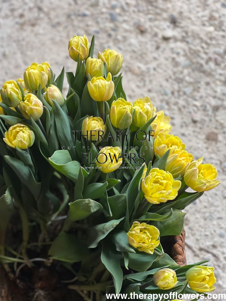 Tulip Foxy Foxtrot therapyofflowers.com