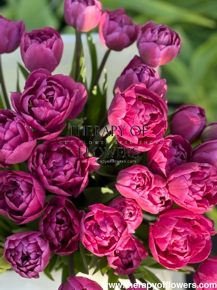 Tulip Margarita | Double Early Tulip therapyofflowers.com