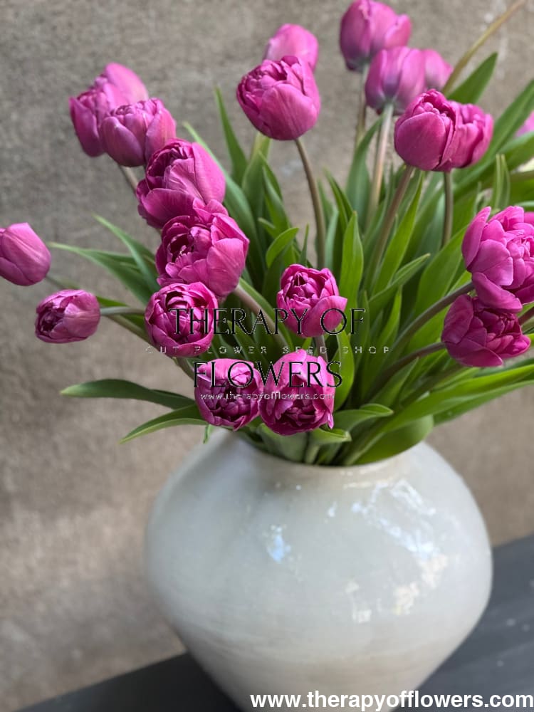 Tulip Margarita therapyofflowers.com