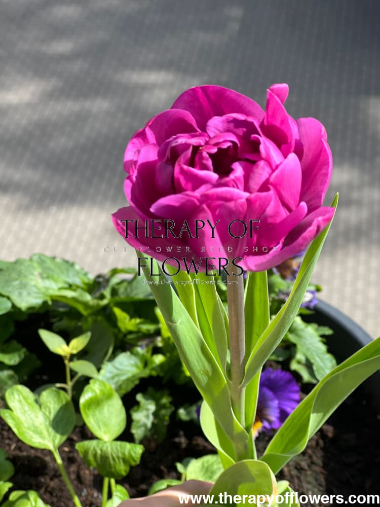 Tulip Margarita therapyofflowers.com