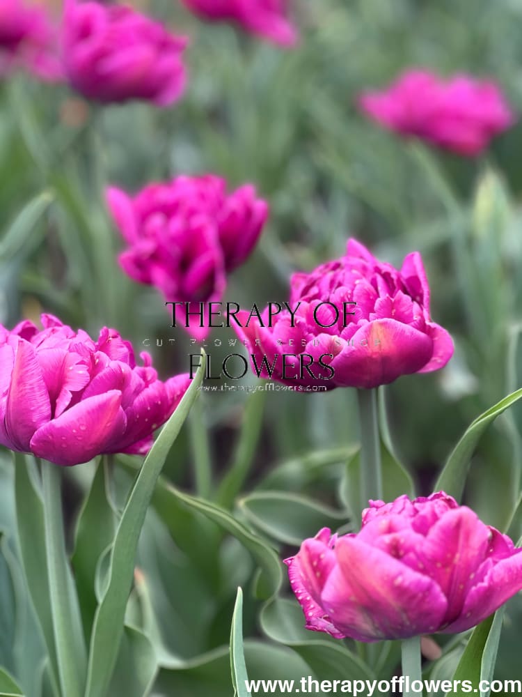 Tulip Margarita therapyofflowers.com