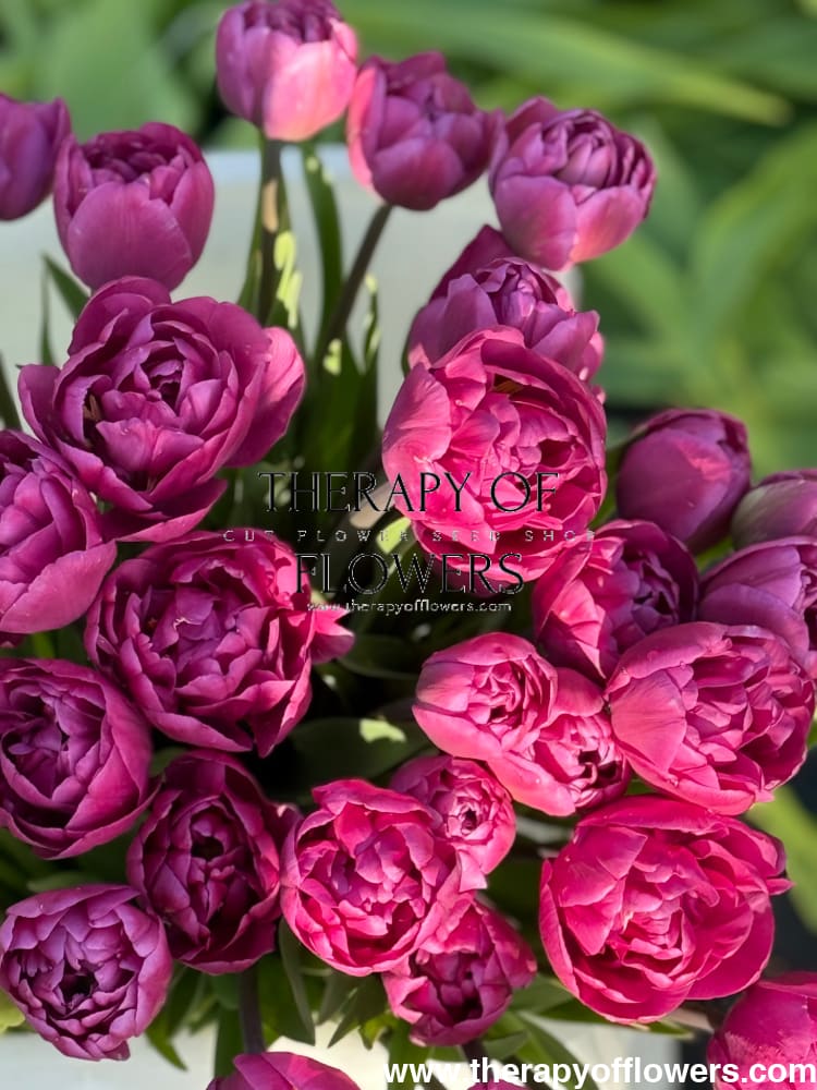 Tulip Margarita | Double Early Tulip therapyofflowers.com