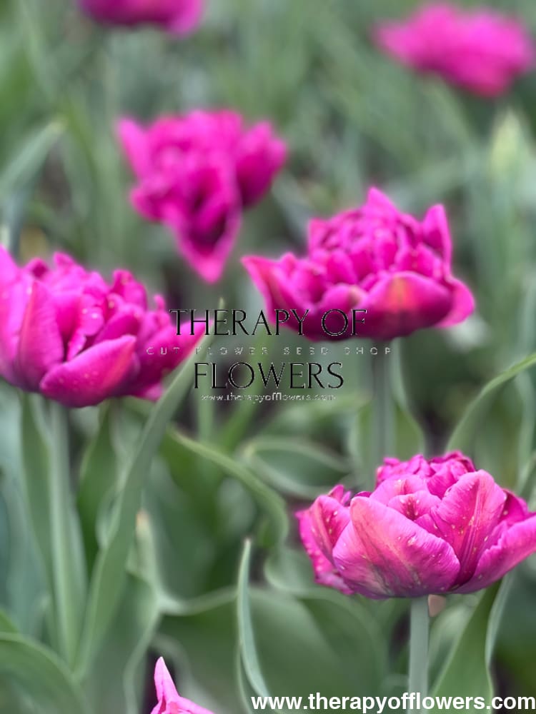 Tulip Margarita therapyofflowers.com