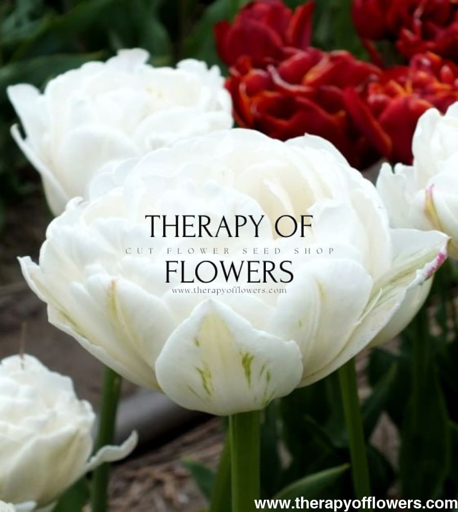 Tulip Mount Tacoma therapyofflowers.com