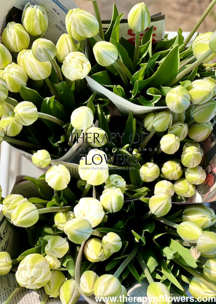 Tulip Mount Tacoma therapyofflowers.com