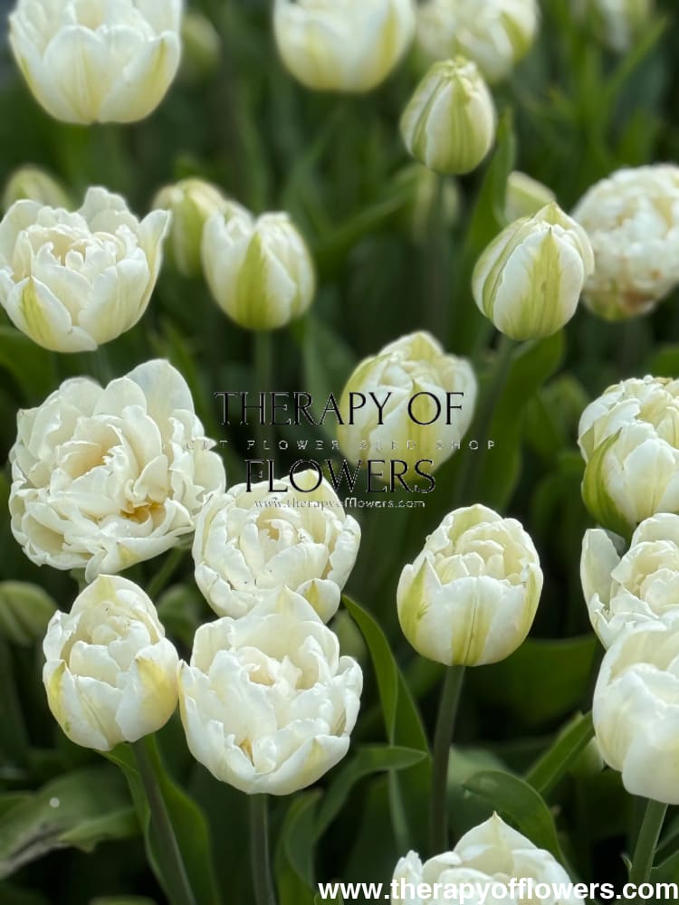 Tulip Mount Tacoma therapyofflowers.com