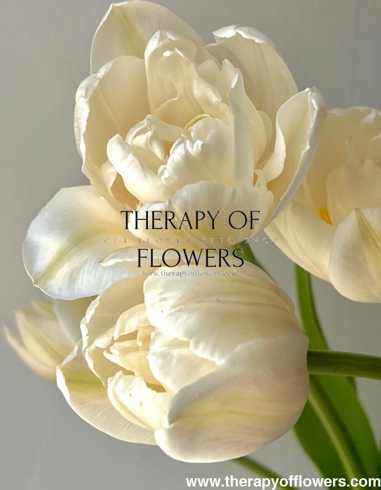 Tulip Mount Tacoma therapyofflowers.com