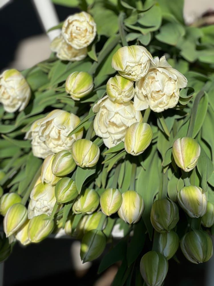 Tulip Mount Tacoma therapyofflowers.com