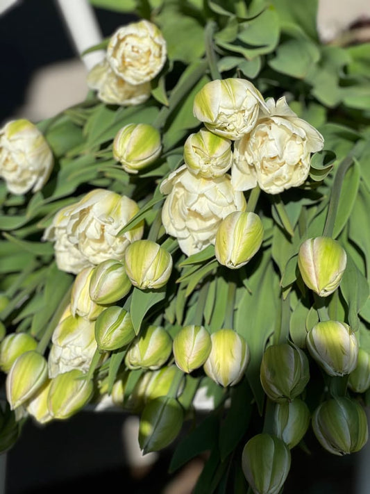 Tulip Mount Tacoma therapyofflowers.com