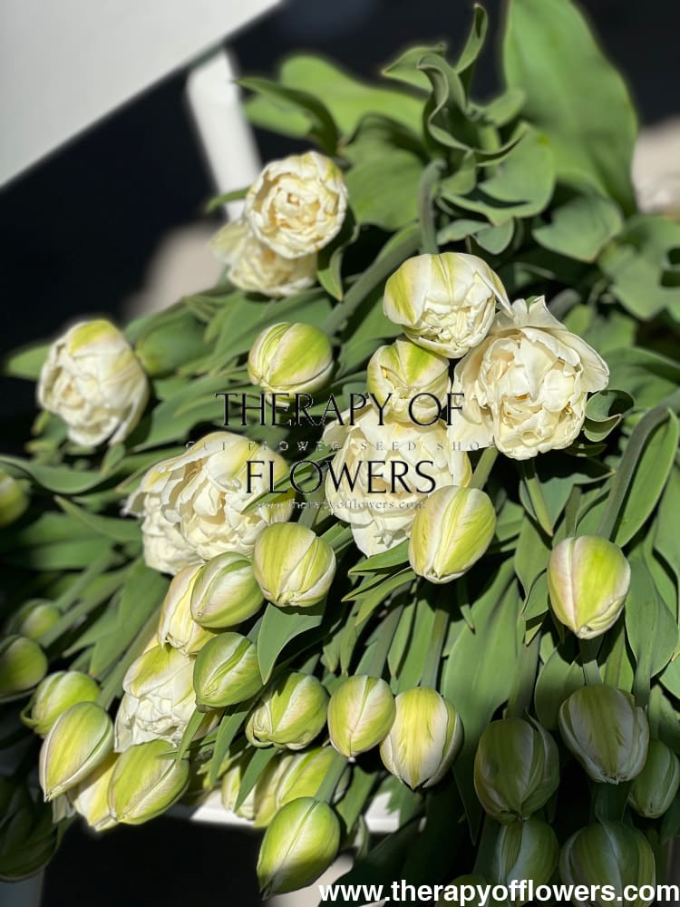 Tulip Mount Tacoma therapyofflowers.com