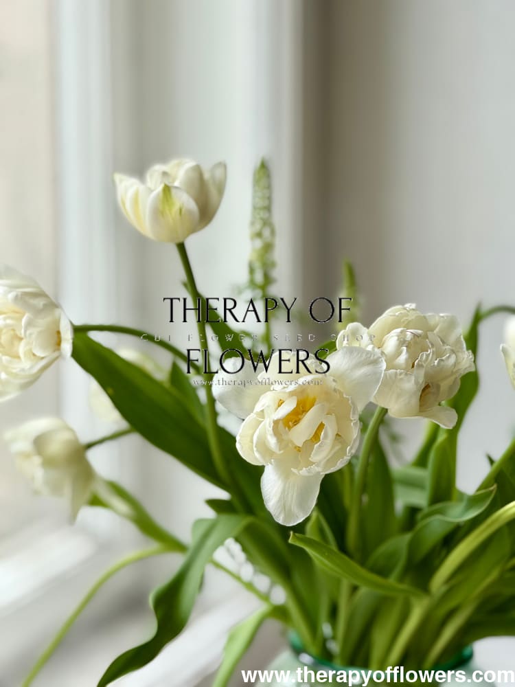 Tulip Mount Tacoma therapyofflowers.com