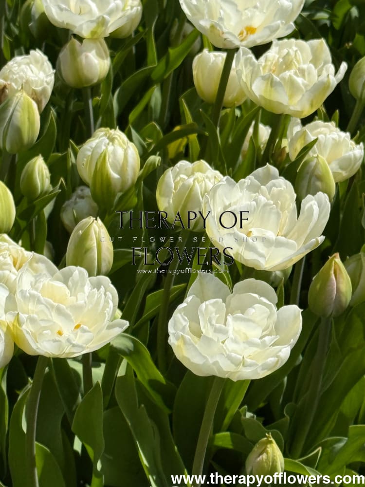 Tulip Mount Tacoma therapyofflowers.com