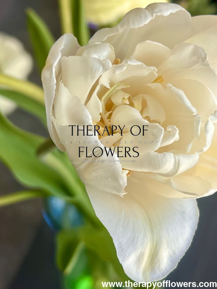 Tulip Mount Tacoma therapyofflowers.com