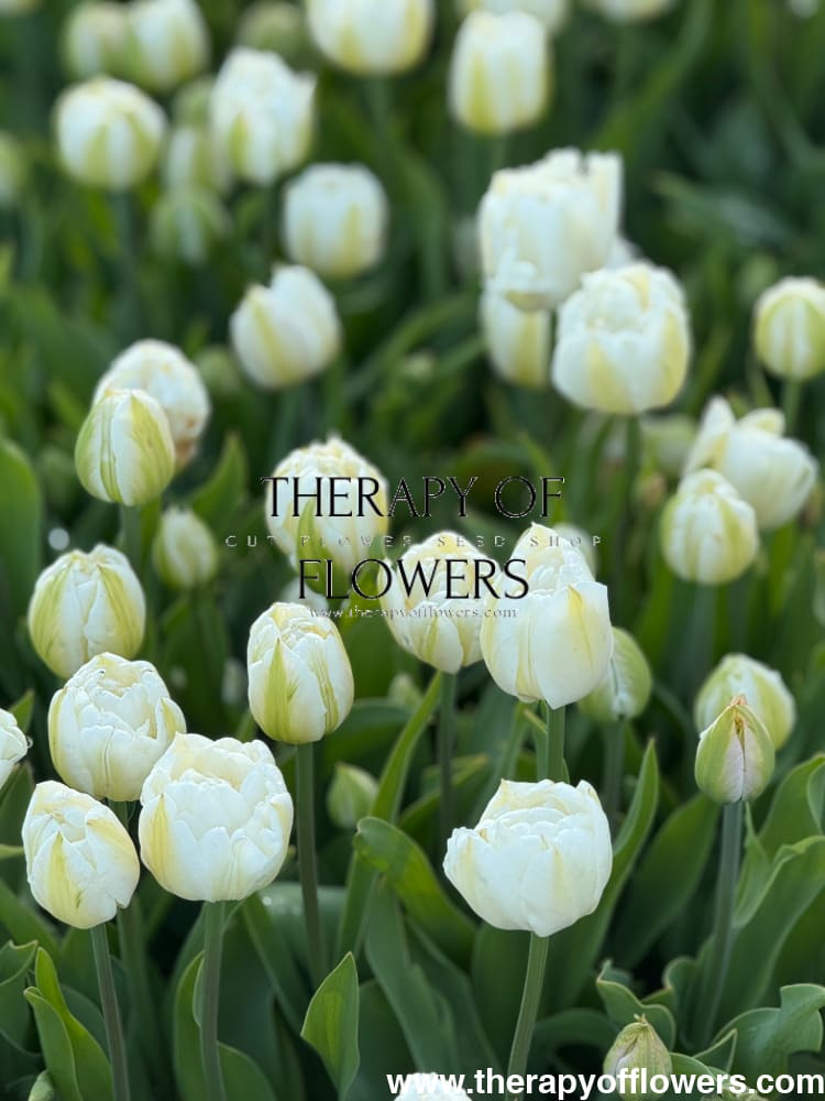 Tulip Mount Tacoma therapyofflowers.com