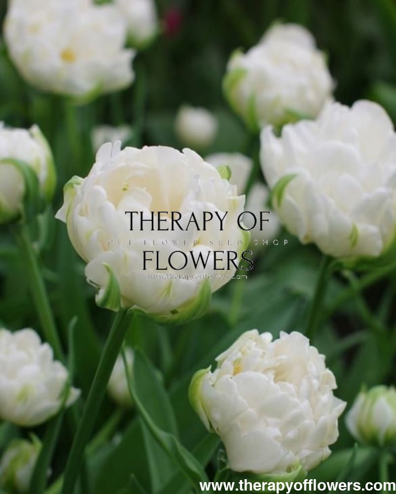 Tulip Mount Tacoma therapyofflowers.com