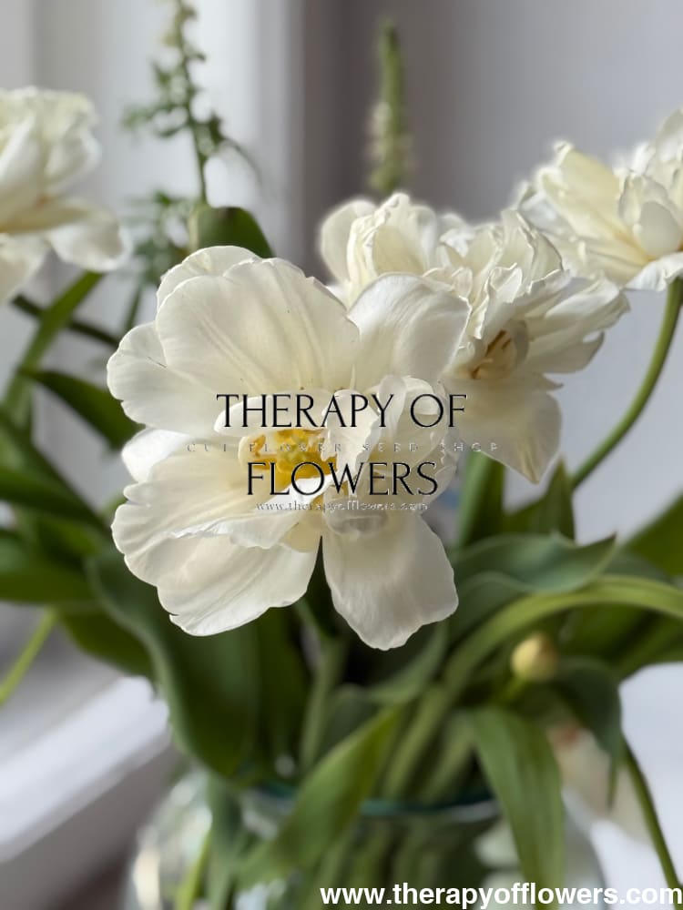 Tulip Mount Tacoma therapyofflowers.com