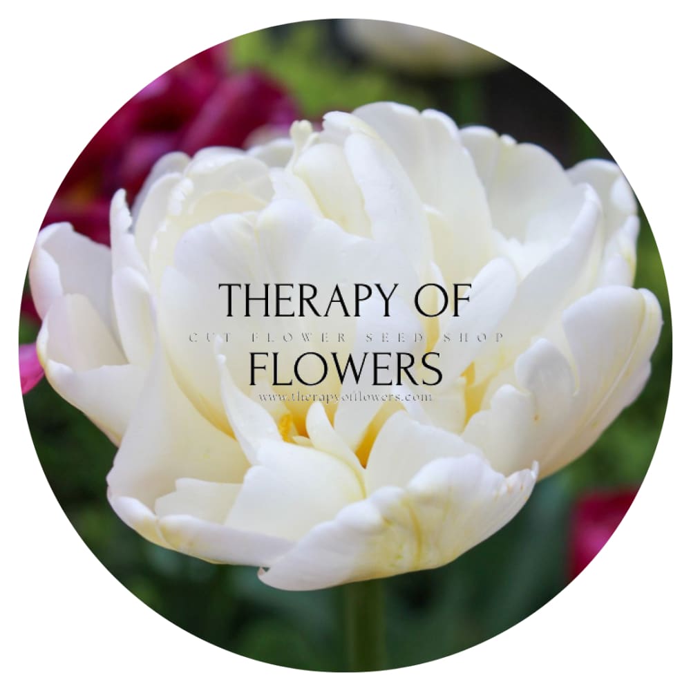 Tulip Mount Tacoma therapyofflowers.com