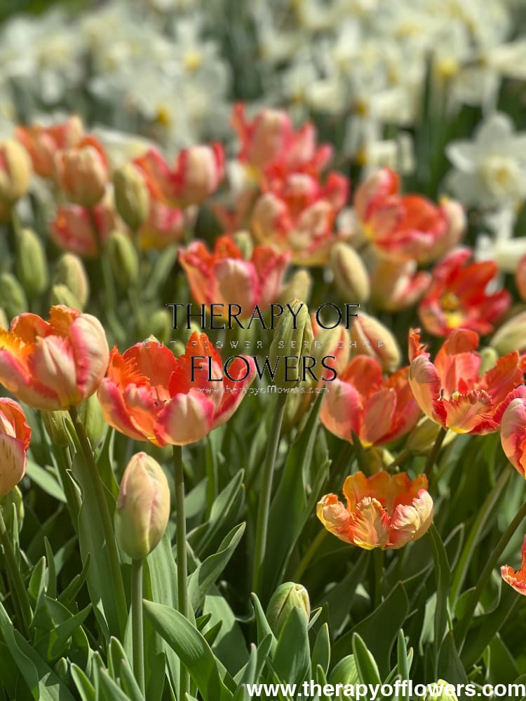 hue tulip flare