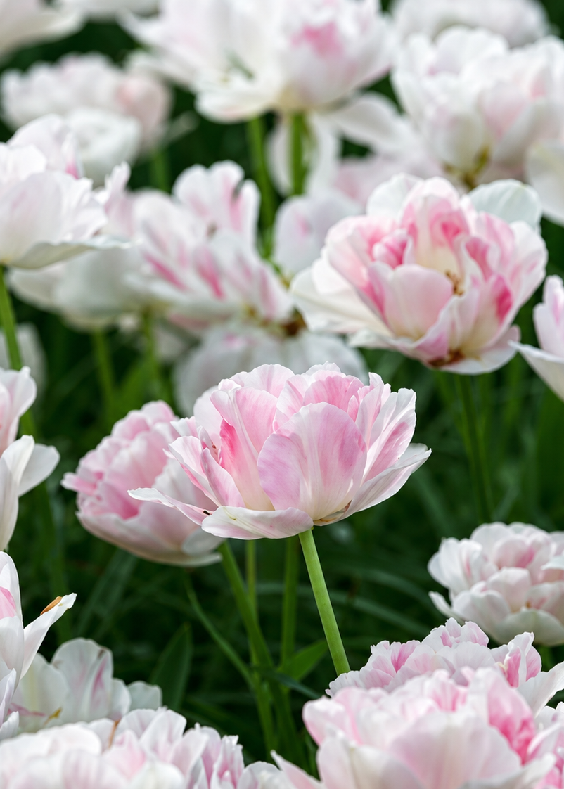 Tulip Angelique | Double Late Tulip therapyofflowers.com