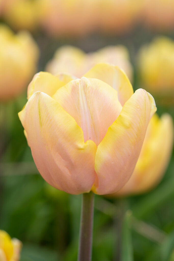 Triumph Tulip Mango Charm® | Mid Spring therapyofflowers.com