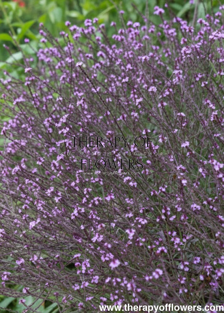 Verbena officinalis Bampton | First-Year-Flowering Perennial therapyofflowers.com