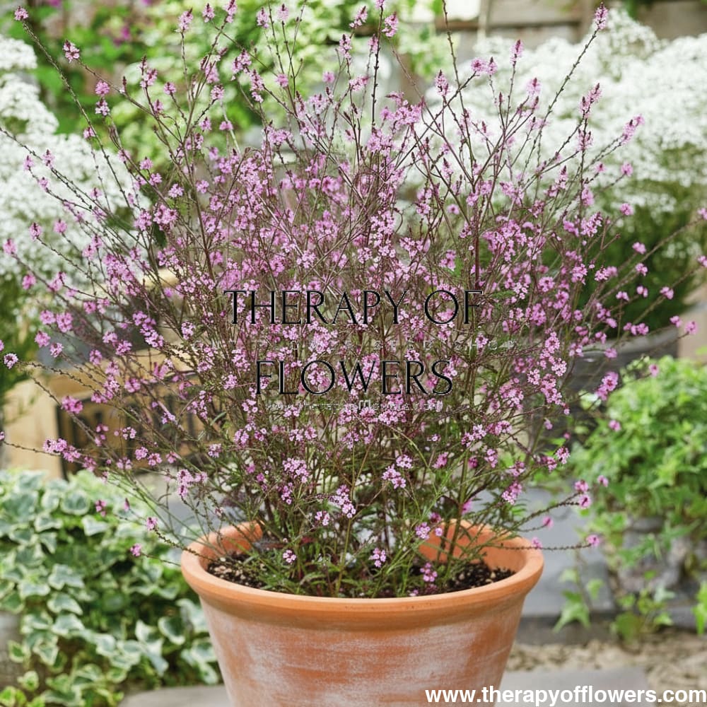 Verbena officinalis Bampton | First-Year-Flowering Perennial therapyofflowers.com
