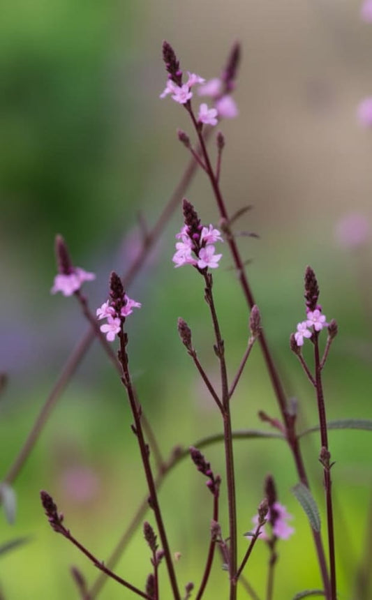 Verbena officinalis Bampton | First-Year-Flowering Perennial therapyofflowers.com