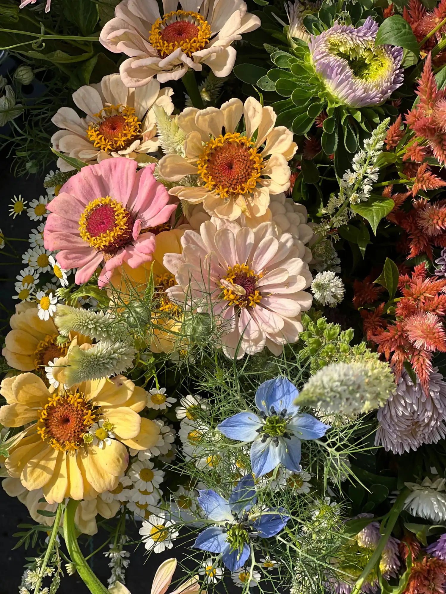 Nigella damascena Miss Jekyll Dark Blue therapyofflowers.com