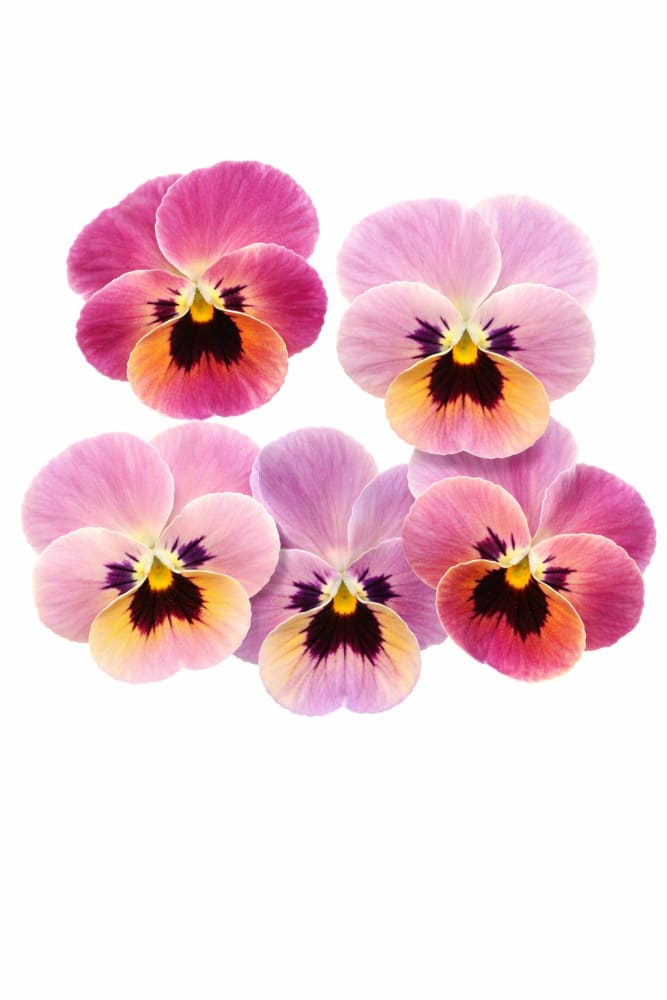 Viola cornuta Sorbet® XP YTT Babyface F1 | Horned Pansy therapyofflowers.com