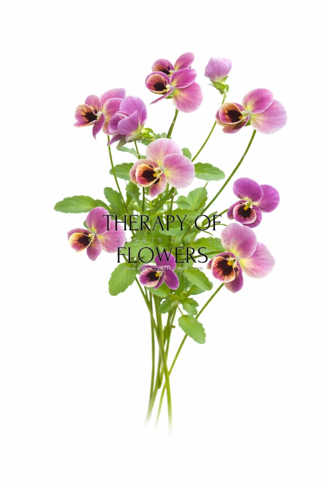 Viola cornuta Antique Laeta F1 | Horned Pansy therapyofflowers.com