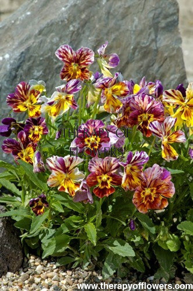 Viola cornuta Brush Strokes | Horned Pansy | Historic Striped Violas - 20 seeds / 15 - 20cm - seeds