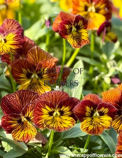 Viola cornuta Dragon Eye mix F1 | Horned Pansy therapyofflowers.com