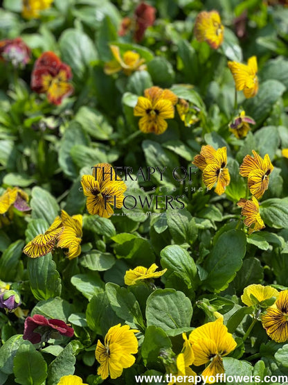 Viola cornuta Dragon Eye mix F1 | Horned Pansy therapyofflowers.com