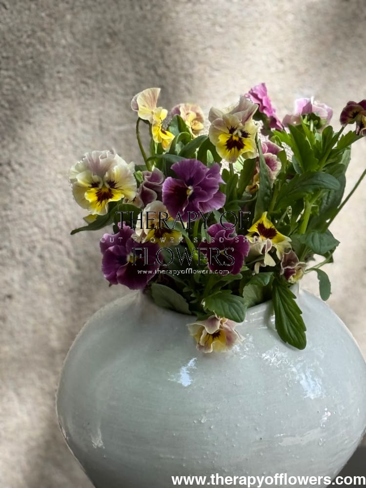 Viola cornuta Frizzle Sizzle Mini Tapestry | Horned Pansy therapyofflowers.com