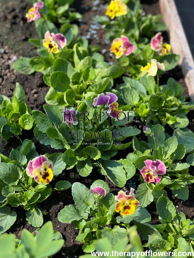 Viola cornuta Frizzle Sizzle Mini Tapestry | Horned Pansy therapyofflowers.com