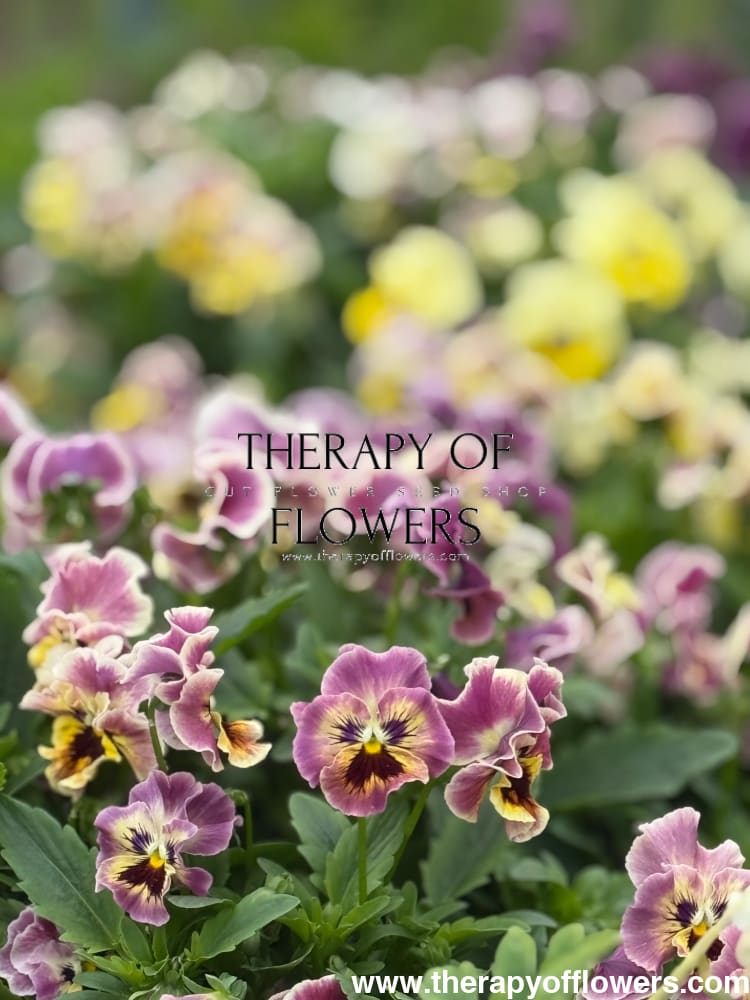 Viola cornuta Frizzle Sizzle Mini Tapestry | Horned Pansy therapyofflowers.com