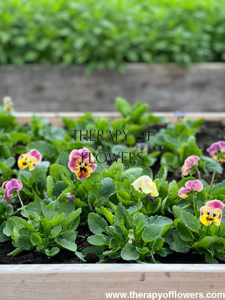 Viola cornuta Frizzle Sizzle Mini Tapestry | Horned Pansy therapyofflowers.com